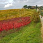 Autunno a Monaciano - Alessandro Maggi 1