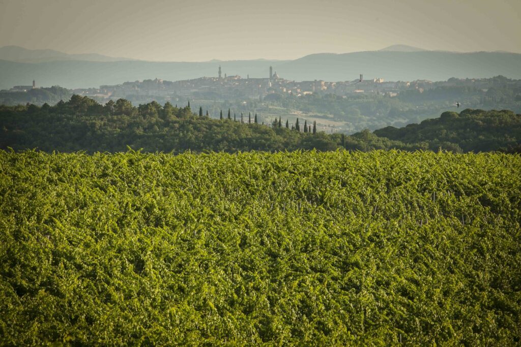 Paesaggio-vista-siena-Castelnuovo-Berardenga-Chianti_MG_1387