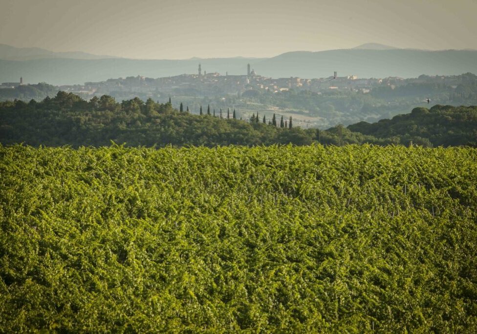 Paesaggio-vista-siena-Castelnuovo-Berardenga-Chianti_MG_1387
